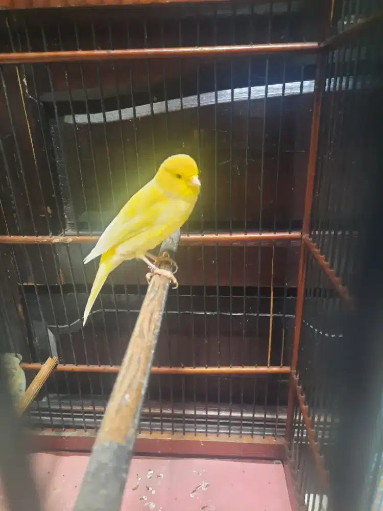 Kenari f1ys gacor ring baru rapih mabung...