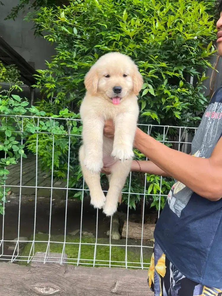 Sale 1 male & 2 female golden retriever bigbone