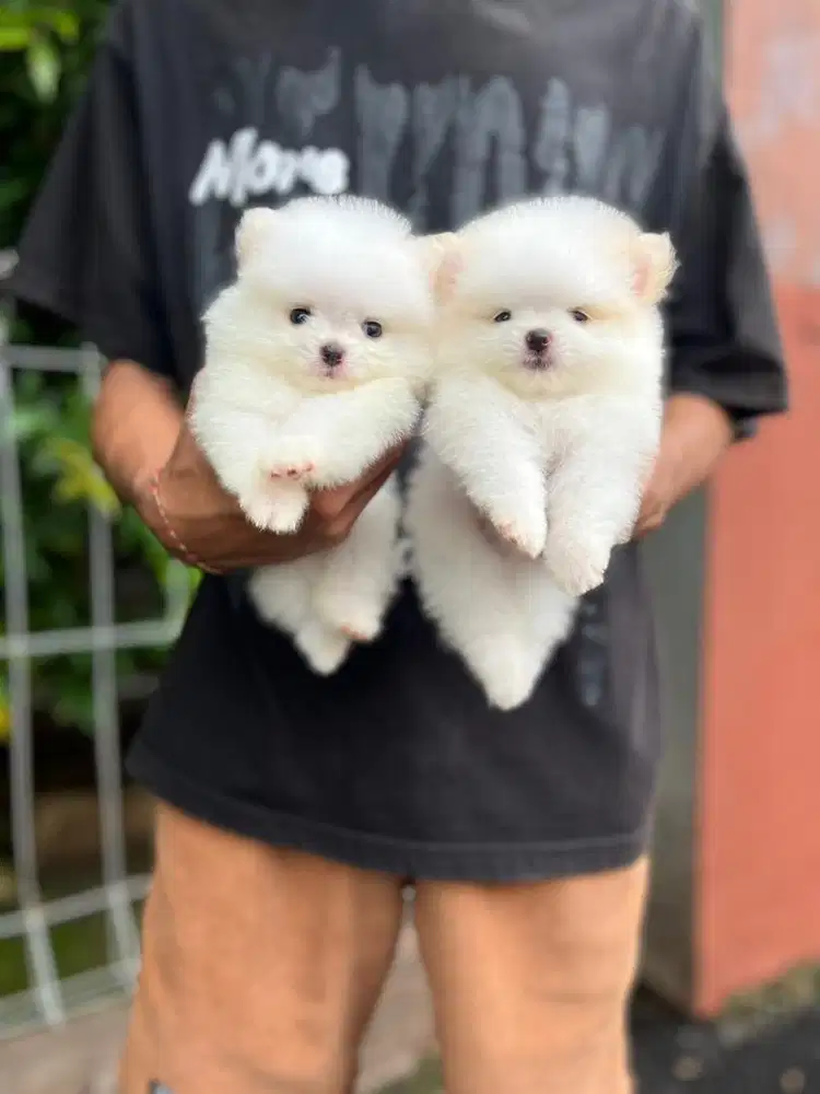 Sale 2 male & 2 female supermini pom white n panda