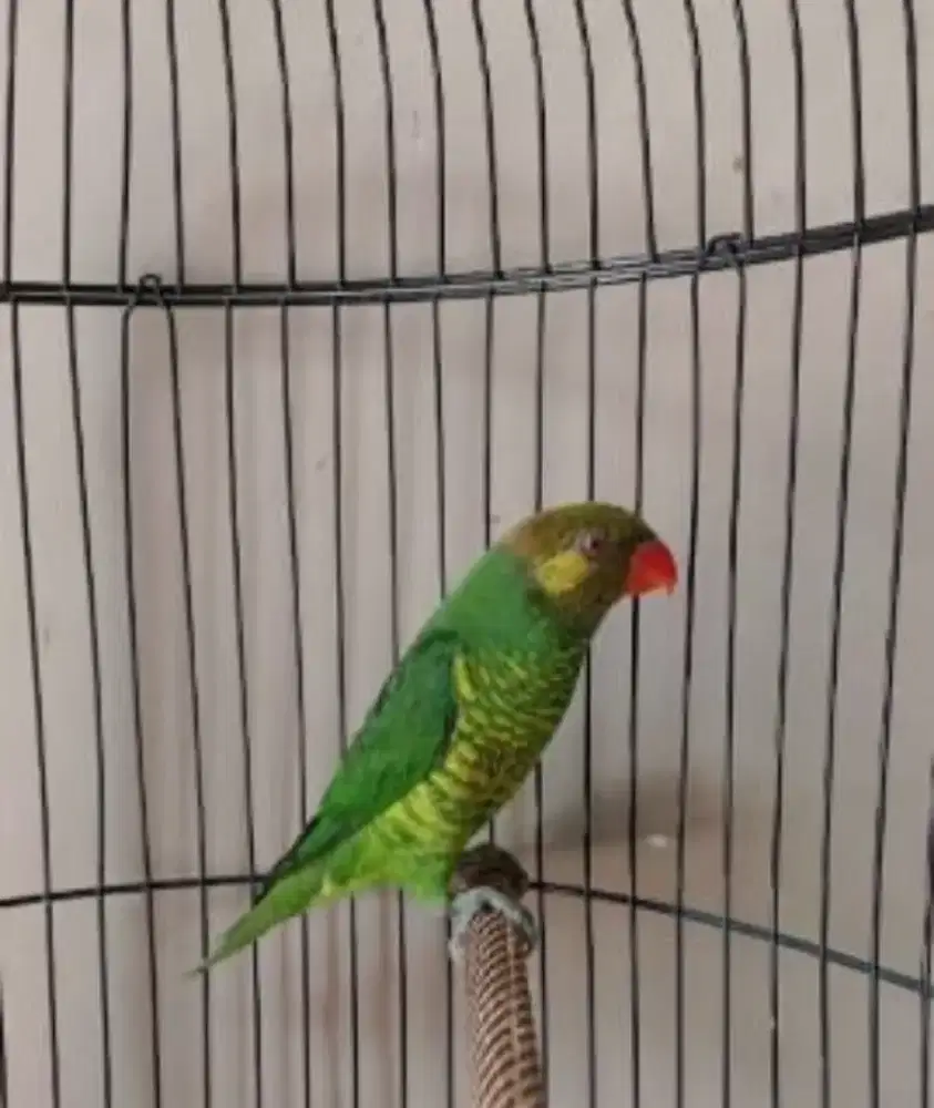 Lovebird lurik pantai gacor...