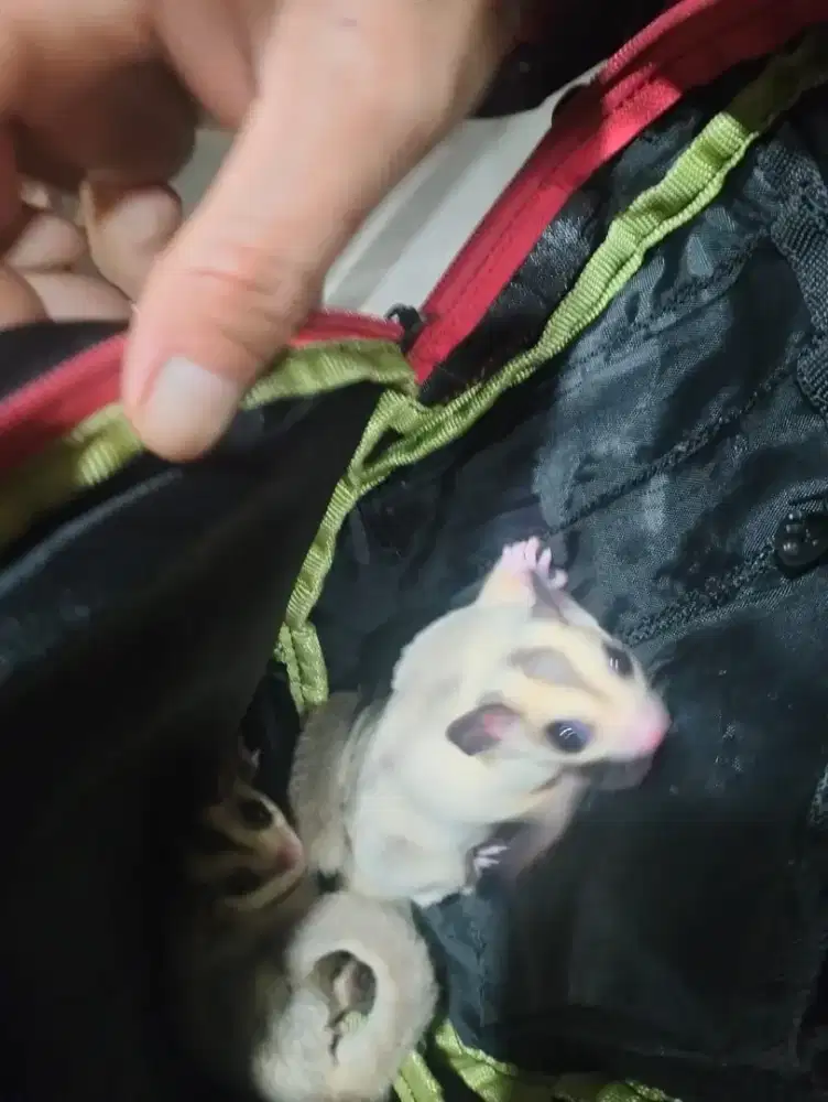 Sugar glider 1 pasang dan 1 ekor Lakian