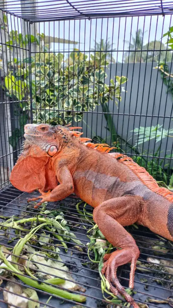 Iguana super red jantan jumbo dewasa
