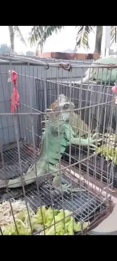 Iguana jantan biru iguana blue dewasa