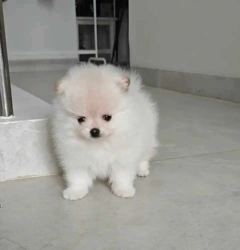 Anjing Mini Pomeranian