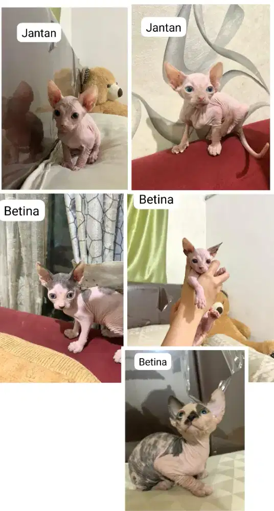Kitten sphynx  jantan betina