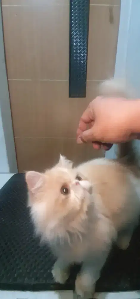 Kucing Betina Munchkin NS Persia Peaknose 7 bulan
