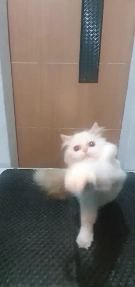 Kuxing Betina Munchkin NS Persia 6 Bulan