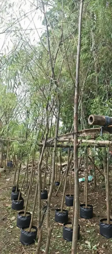 Jual Tanaman Liang Liu