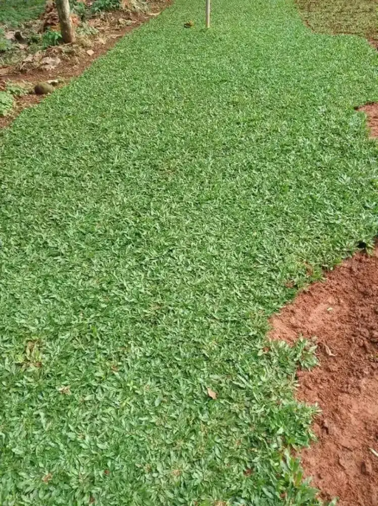 JUAL Rumput Gajah Mini