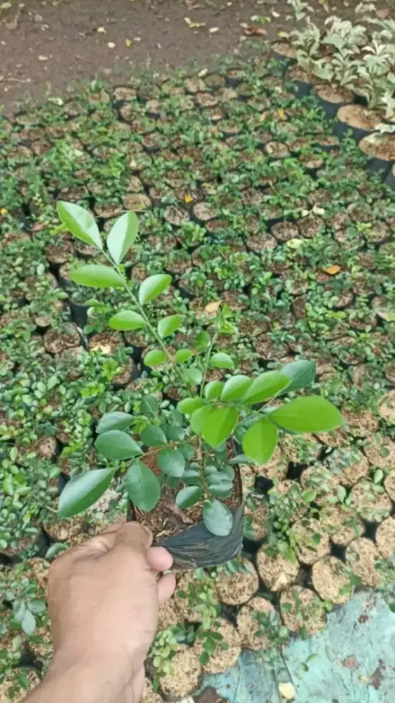 Bibit tanaman kemuning