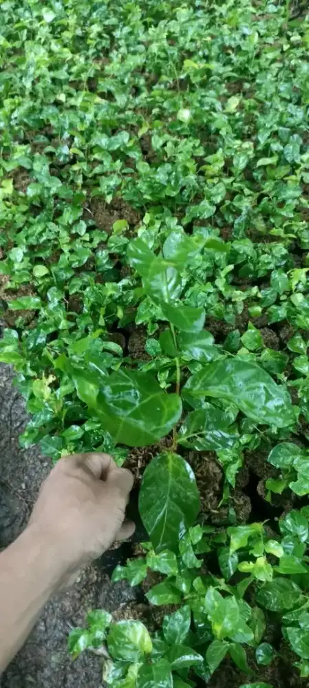 Tanaman melati kampung