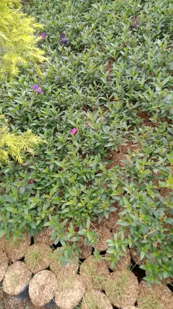 Tanaman Violet  Ukuran polybag 17