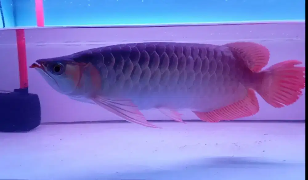 Arwana sumo 43cm