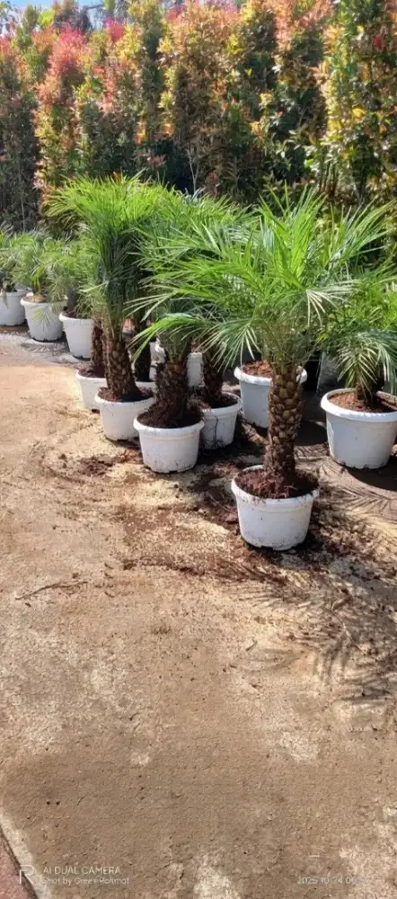 Jual Tanaman Palem Phoenix
