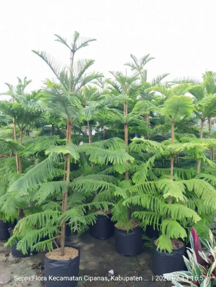Jual tanaman Cemara Norflok