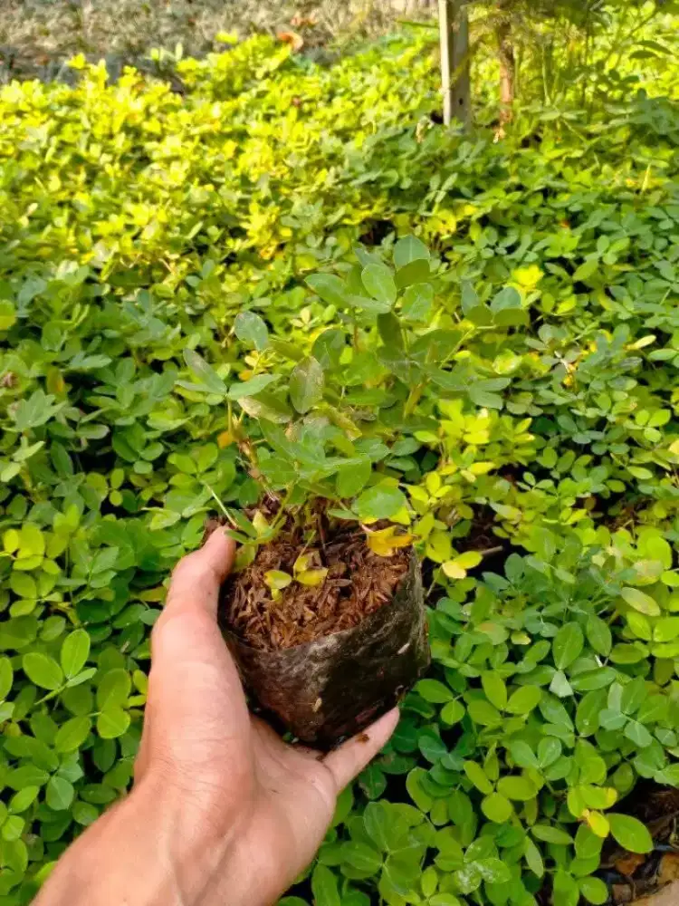 Jual tanaman landep / kacang-kacangan