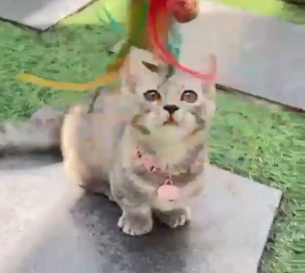 Munchkin BSH Bicolor Blue tabby Female