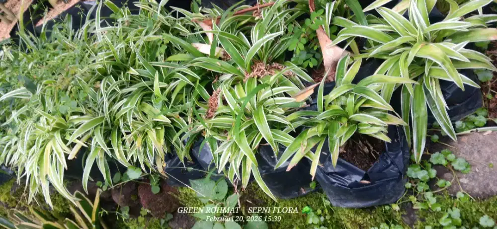 Jual Tanaman Lili Umbi