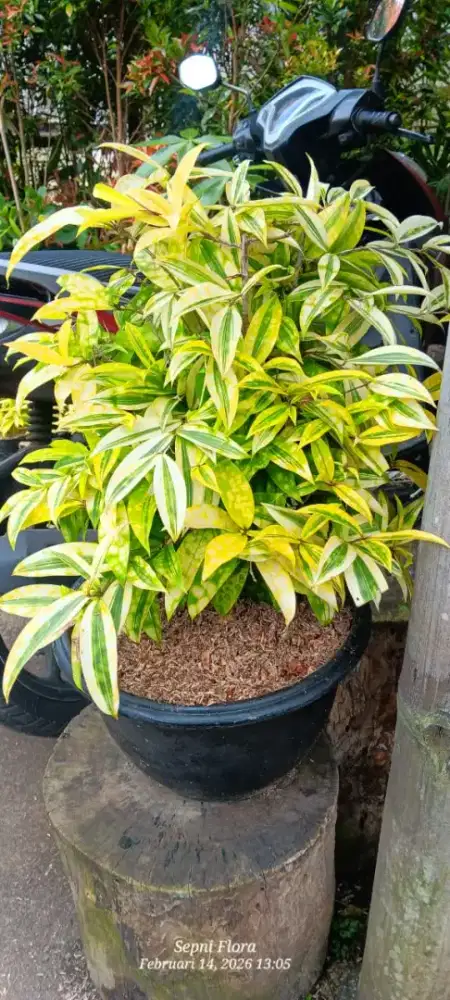 Tanaman Dracena Golden