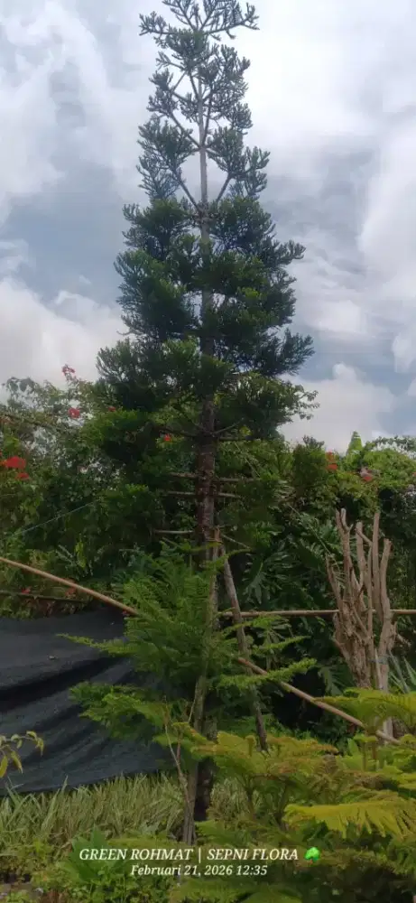 Tanaman Cemara tinggi 5 meter