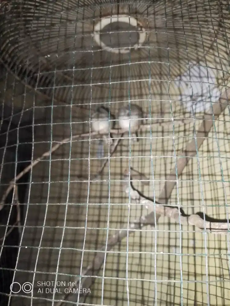 Prenjak atas 4 ekor di BSD