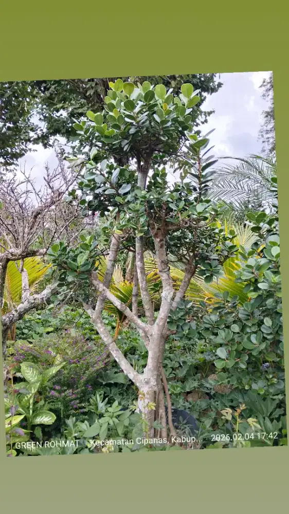 Tanaman beringin bentuk bonsai