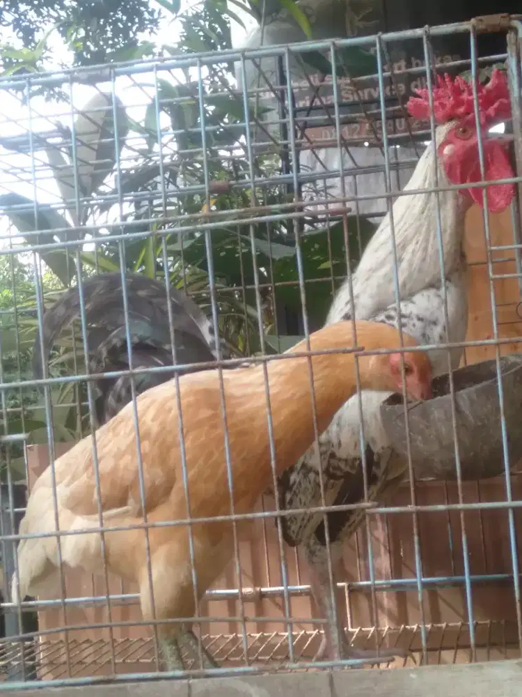 Sepasang ayam kampung..super