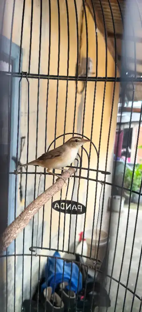 Kerak basi / shincan jantan vourtotal riwikan