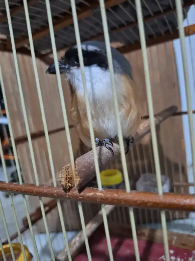 Burung pentet full set jatim