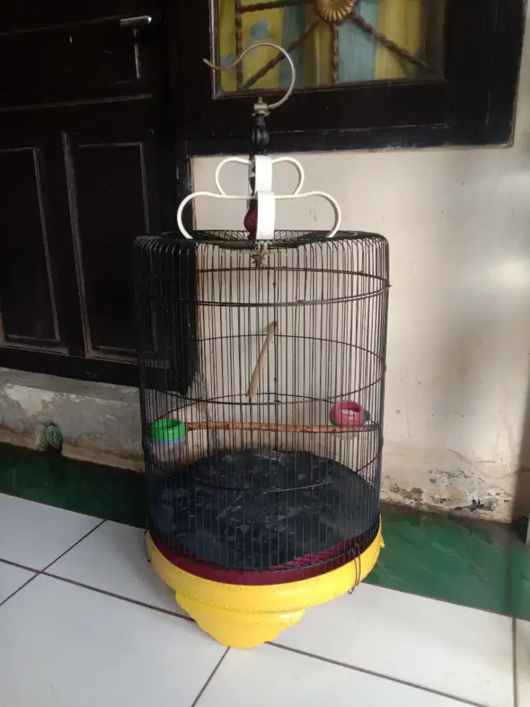 Kandang love bird jumbo fulset krodong tebel 250 k pondok aren
