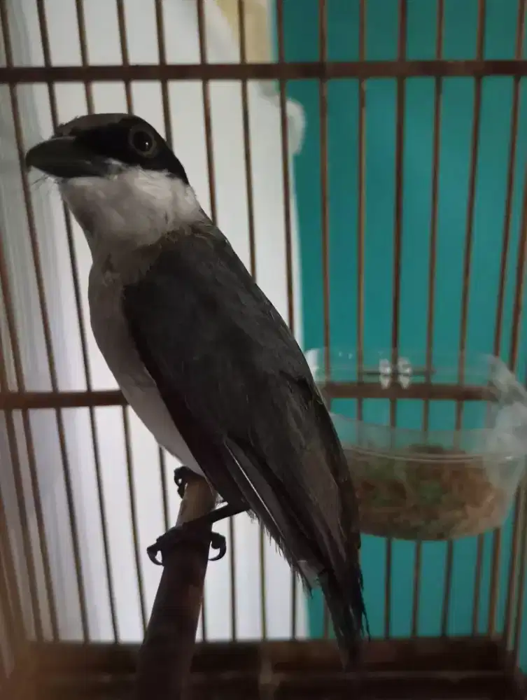 Jingjing petulak kalimantan masteran viral