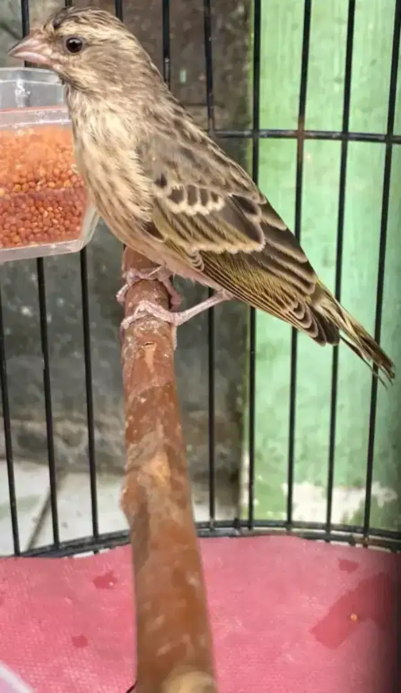 Blackthroat jantan gacor ngeroll