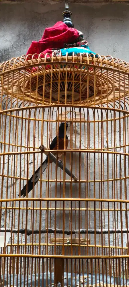 Murai Aceh x Lampung