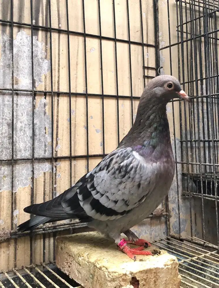 Betina Merpati Tinggian Kolongan Trah PW Thanos Kendil Mas