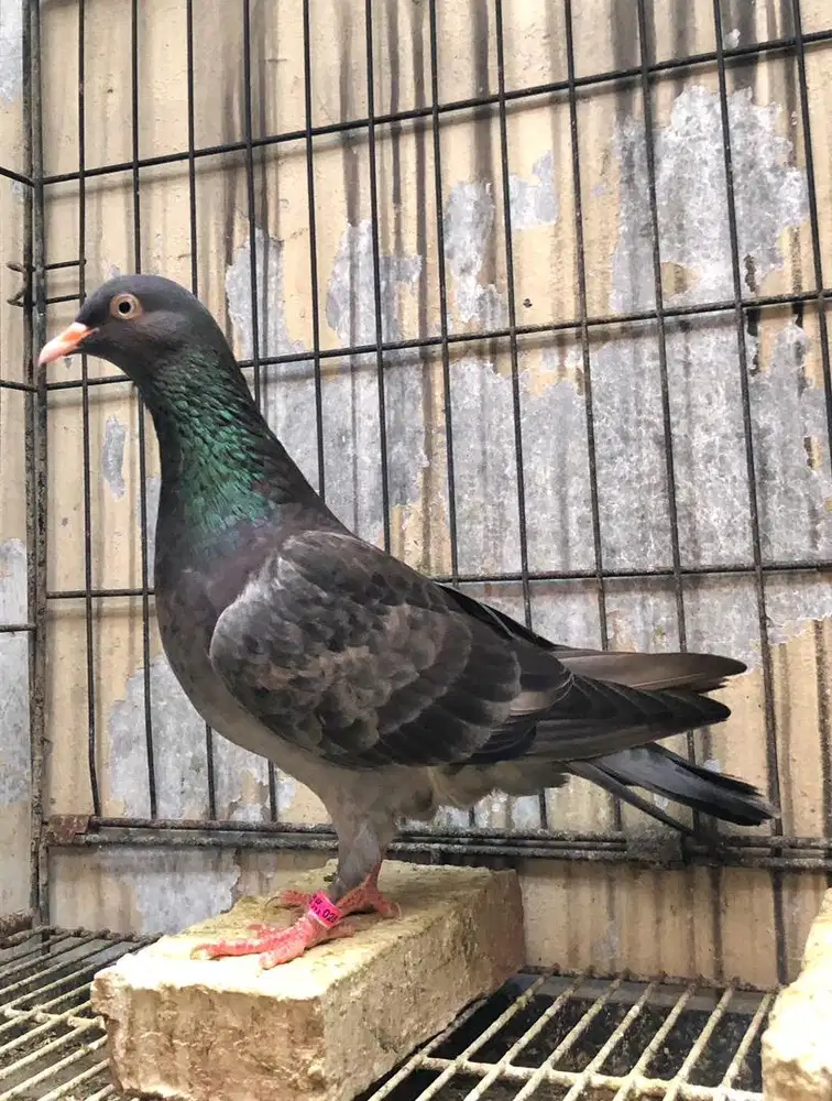 Betina Merpati Tinggian Kolongan Inbreed Pendowo PW Kenwood