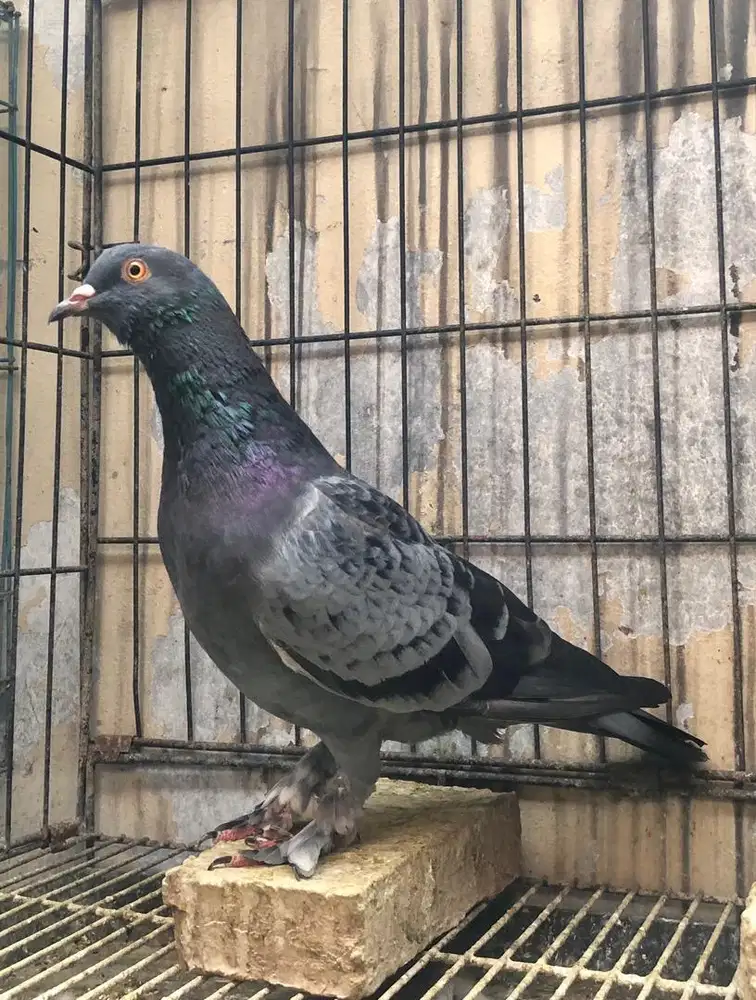 Bahan Jantan Top Merpati Tinggian Kolongan Pendowo PW Brooklyn Kenwood