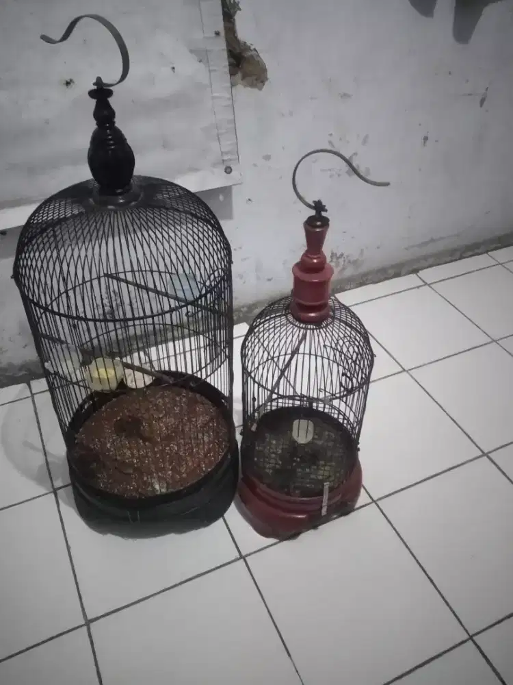 Kandang lb brajangan sma burcil