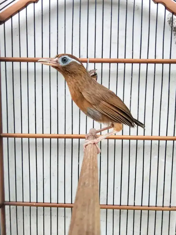 Hwamei MH jantan bunyi