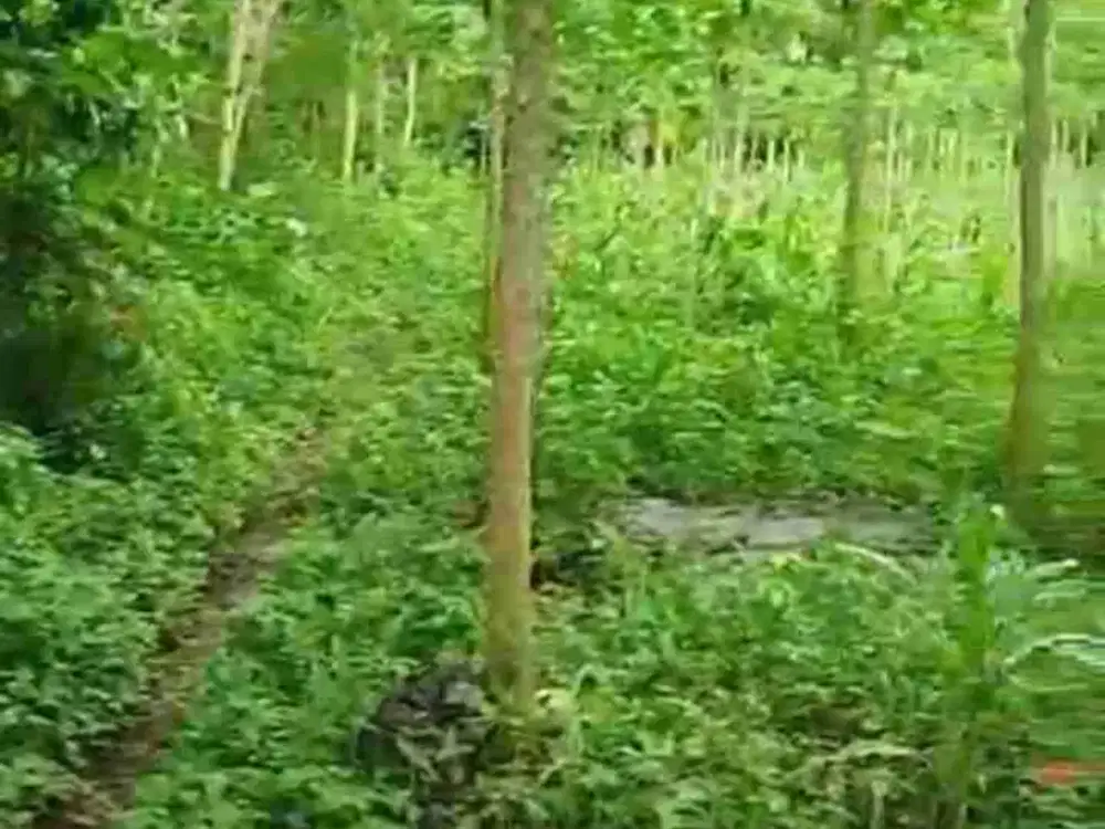 Tanah pekarangan gunungsari tajinan malang