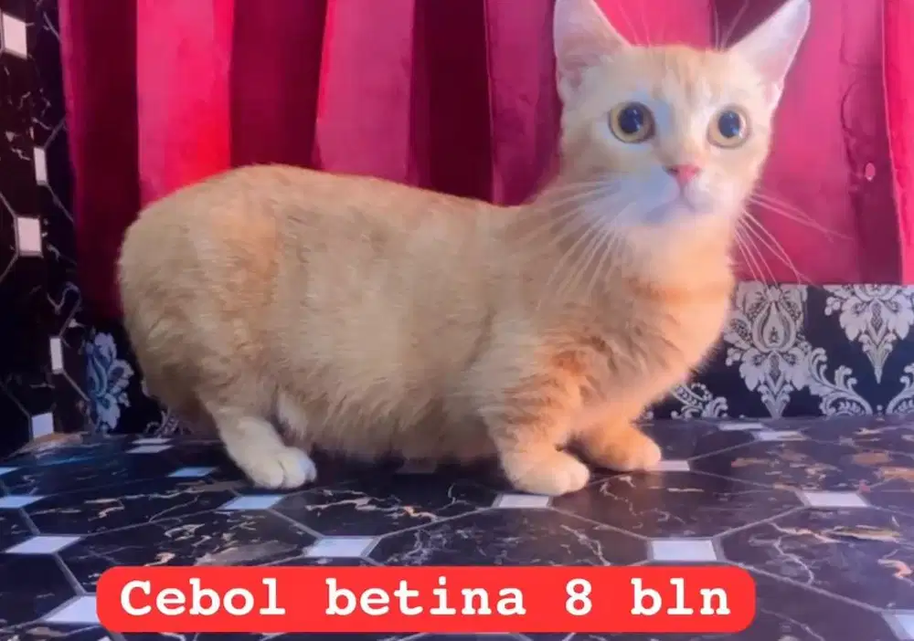 Kucing ras munckhin persia betina 8 bln