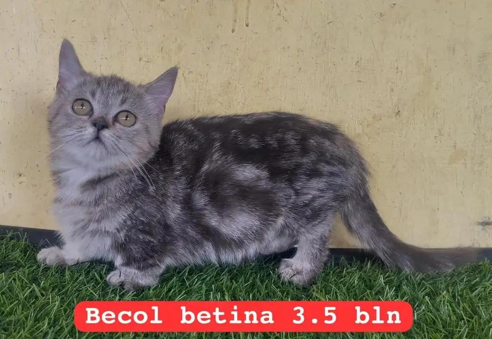 Kucing ras munckhin x persia betina marbel