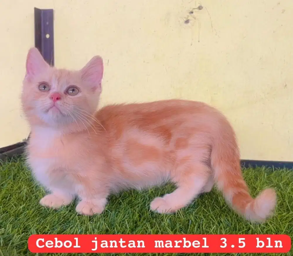 Kucing ras munckhin cebol persia jantan