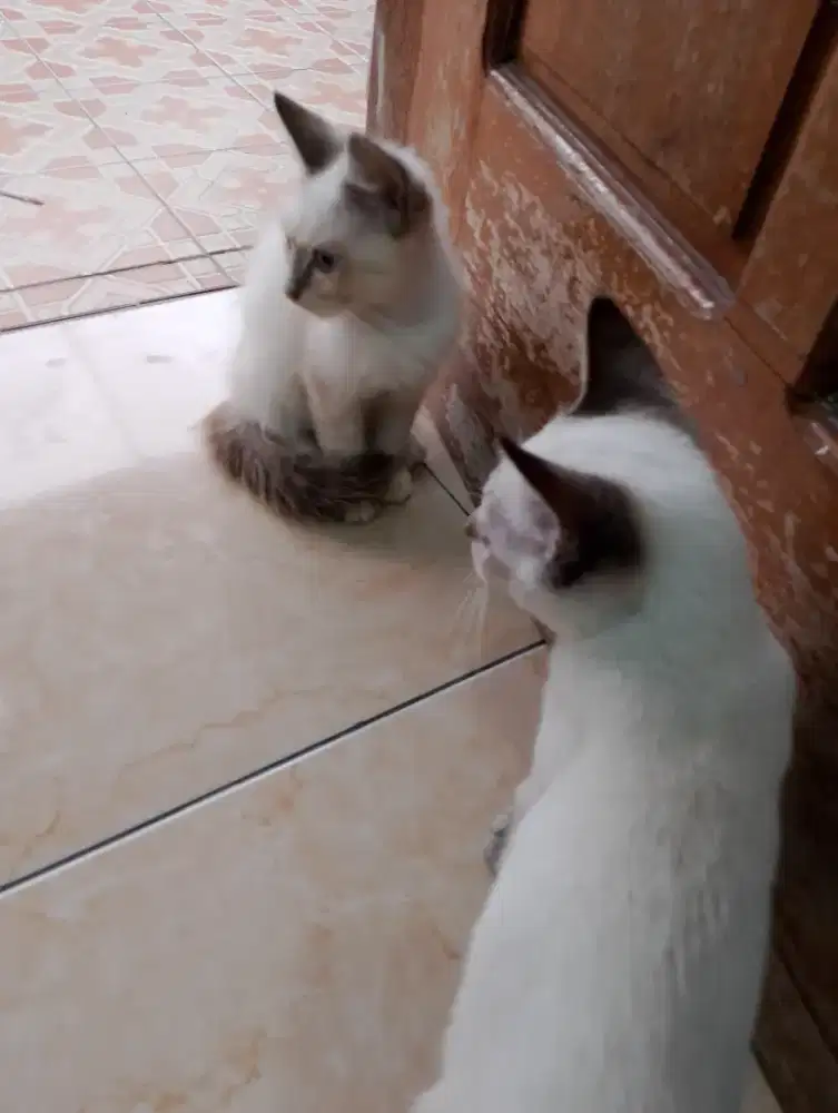 Kucing Siam anakan harga 350.000 ( nego)