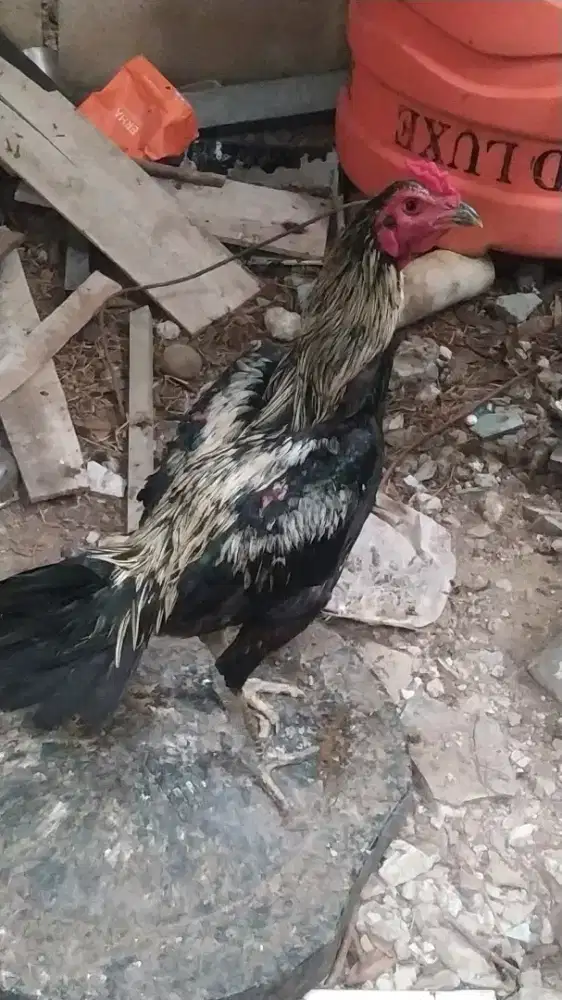 Ayam  bangkok(mangon)