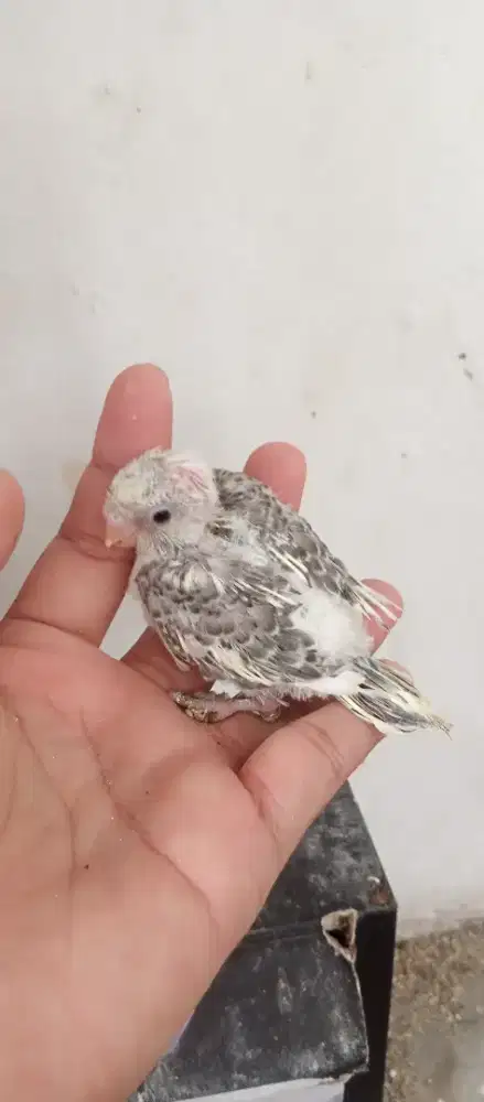 Budayakan baca, lolohan parkit masih di Glodok bahan FD free fly