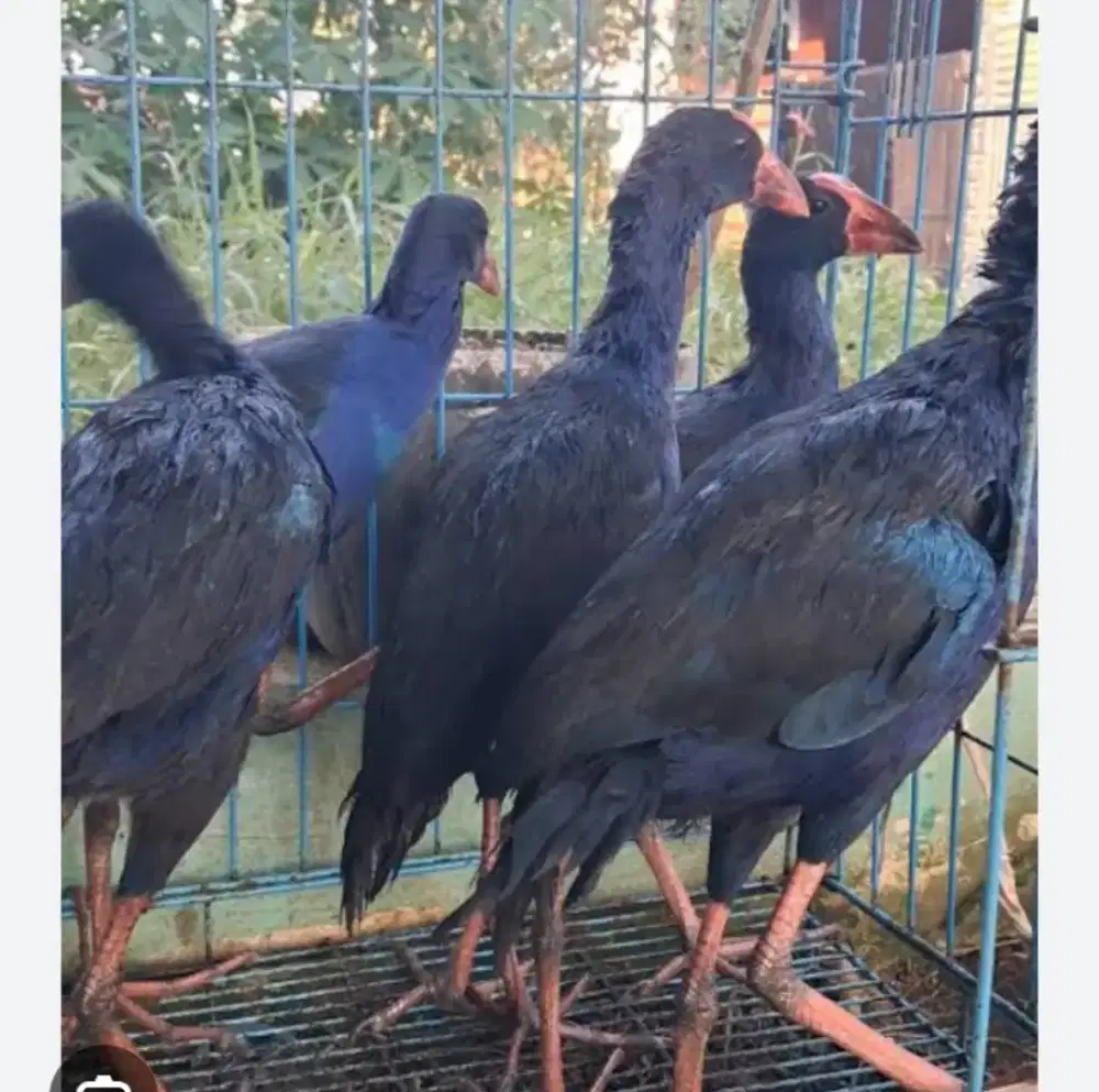 Jual ruak ruak dan mandar biru/ merah sepasang sepasang