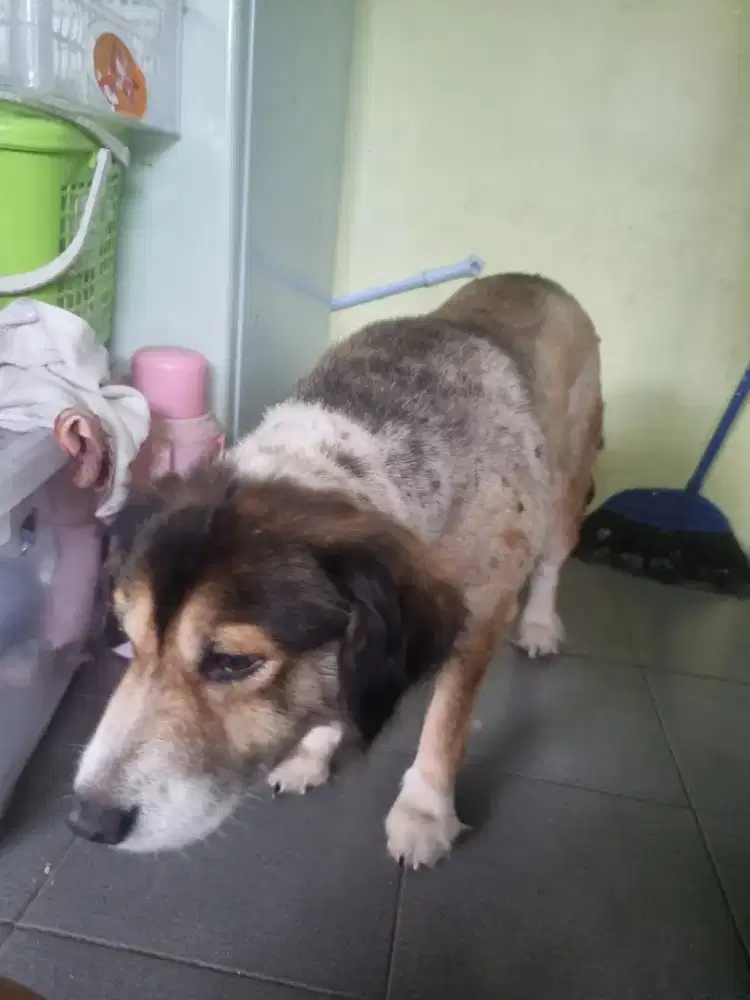 Dibutuhkan segera Pet Sitter (Anjing&Kucing)