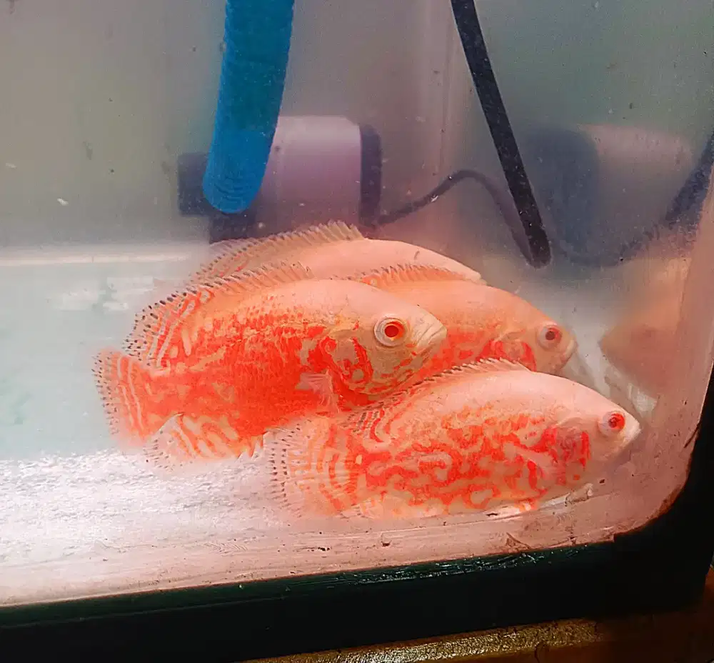 4 ekor oscar albino nemo bonus 1 tiger good marking