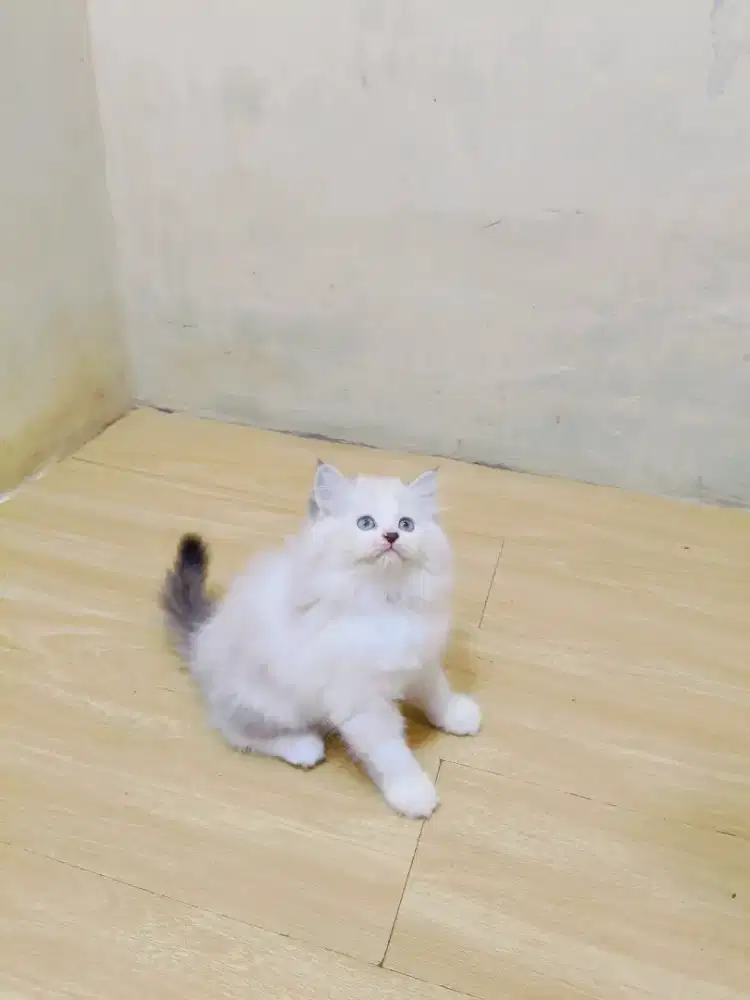 Kitten hima ragdol