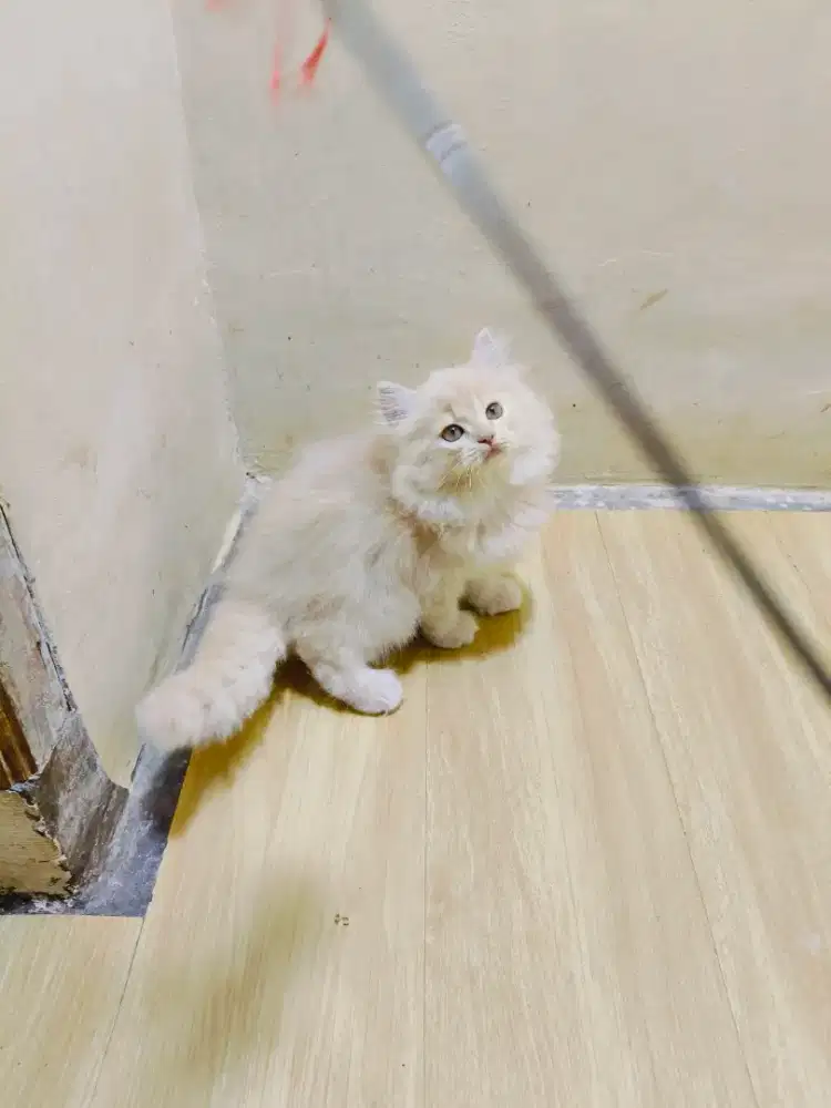 Kitten Persia creamy